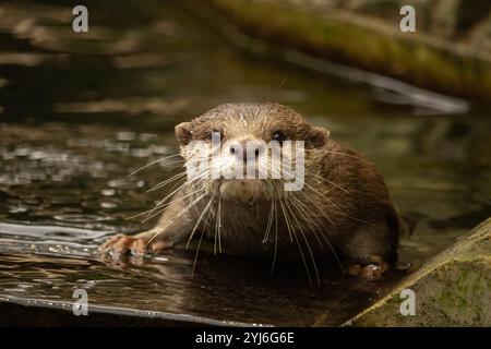 /Asie cendrées Oriental otter (Aonyx Amblonyx cinerea)/portrait, originaire de l'Asie du Sud et du sud-est Banque D'Images