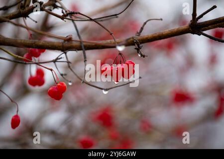 Direction générale de la viorne rouge dans le jardin. Les baies de la Viorne Viburnum opulus et les feuilles à l'automne en plein air de l'automne. Bouquet de petits fruits rouges viburnum sur une branche. Banque D'Images