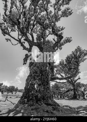 Gros plan noir et blanc d'un tronc d'arbre noueux et de branches dans la forêt de Fanal, Madère. Banque D'Images