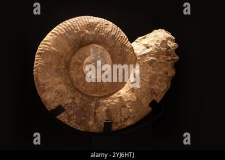 Ancien fossile d'Ammonite spirale Banque D'Images