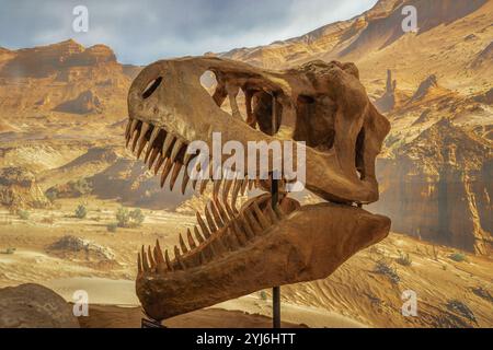 Réplique fossile du crâne T-Rex au Geo Museu (Musée de géologie) - Gramado, Rio Grande do Sul, Brésil Banque D'Images