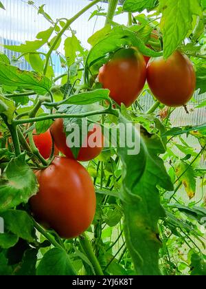 Les tomates ovales rouges mûrissent sur les tiges des buissons de tomates. Cultiver des tomates en serre. Banque D'Images