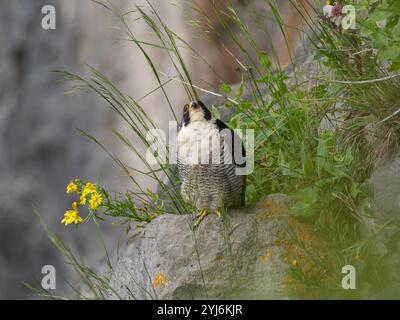 Faucon pèlerin [Falco Peregrinus] perché sur une corniche dans la gorge Avon, Bristol Royaume-Uni Banque D'Images