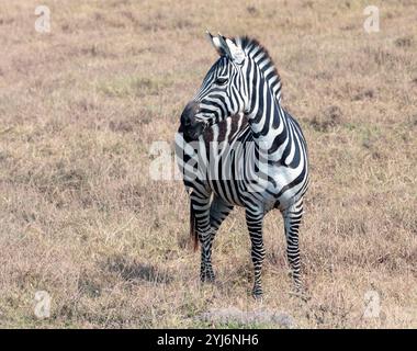 Zèbre des plaines dans le cratère Norongoro, Tanzanie, Afrique de l'est Banque D'Images