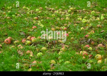 Pommes d'automne Windfall sur herbe jardin UK octobre Banque D'Images