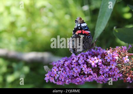 Le papillon boit du nectar Banque D'Images