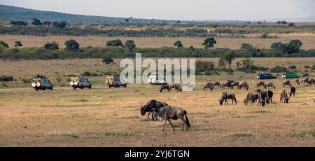 Véhicules de safari et gnous dans la réserve naturelle du Masai Mara Kenya, Afrique de l'est Banque D'Images