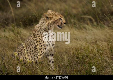 Guépard ourson cherchant maman dans les prairies Banque D'Images