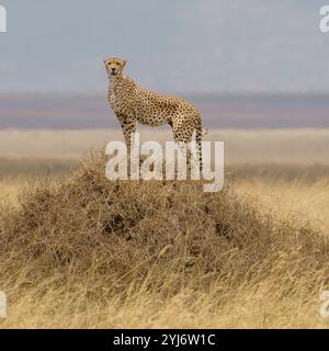 Guépard posant sur une touffe arrondie Serengeti Tanzanie Banque D'Images