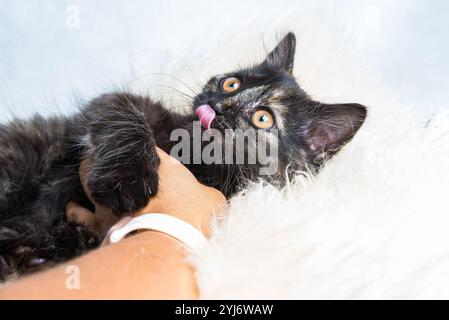 Mignon trois mois vieux Tortoiseshell Kitty sur fourrure synthétique sur fond blanc Banque D'Images