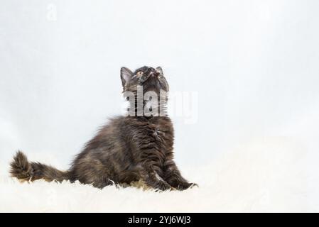 Kitty en écaille de tortue de trois mois en position de chasse couché sur la fourrure synthétique blanche sur fond blanc Banque D'Images