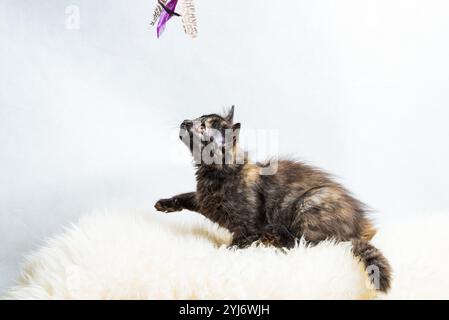 Kitty en écaille de tortue de trois mois en position de chasse couché sur la fourrure synthétique blanche sur fond blanc Banque D'Images