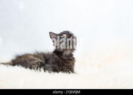 Kitty en écaille de tortue de trois mois en position de chasse couché sur la fourrure synthétique blanche sur fond blanc Banque D'Images