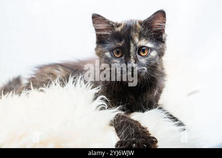 Mignon trois mois vieux Tortoiseshell Kitty sur fourrure synthétique sur fond blanc Banque D'Images