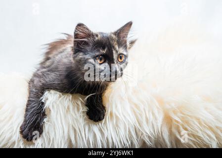 Mignon trois mois vieux Tortoiseshell Kitty sur fourrure synthétique sur fond blanc Banque D'Images