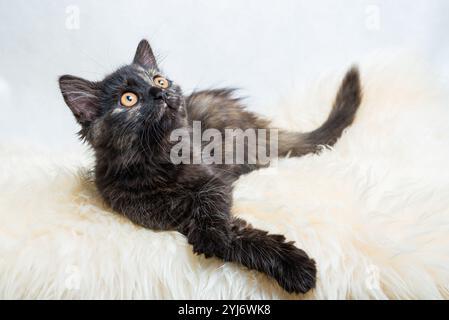 Kitty en écaille de tortue de trois mois en position de chasse couché sur la fourrure synthétique blanche sur fond blanc Banque D'Images