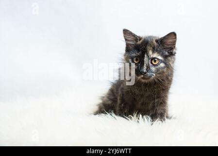 Mignon trois mois vieux Tortoiseshell Kitty sur fourrure synthétique sur fond blanc Banque D'Images