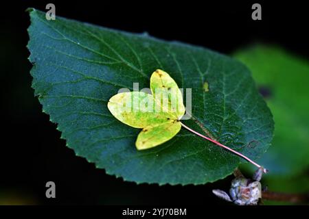 Une feuille jaune de l'érable de Montpellier (Acer monspessulanum) sur une feuille verte. Banque D'Images