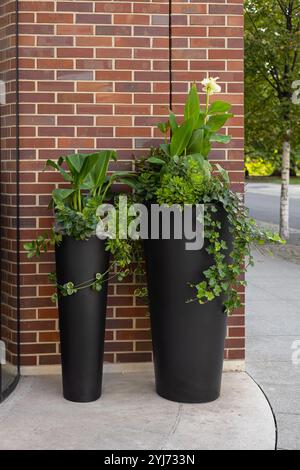 Élégantes grandes jardinières noires remplies de feuillage vert éclatant et de lierre traînant, placées contre un mur de briques rouges sur le trottoir de la ville Banque D'Images