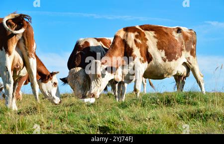 Troupeau de vaches Montbeliarde léchant un léchage de sel dans le pâturage de montagne. La léchette de sel est un moyen simple de fournir aux animaux un complément de sels minéraux Banque D'Images