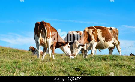 Troupeau de vaches Montbeliarde léchant un léchage de sel dans le pâturage de montagne. La léchette de sel est un moyen simple de fournir aux animaux un complément de sels minéraux Banque D'Images