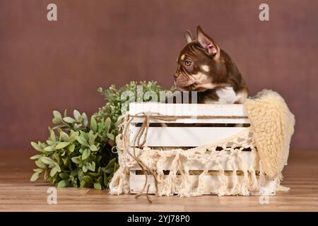 Chiot bouledogue français coloré Mocca Orange Tan dans une boîte avec décor boho devant un fond brun Banque D'Images