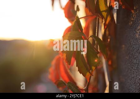 Virginia Creeper avec feuillage d'automne au coucher du soleil, à Londres, Royaume-Uni Banque D'Images