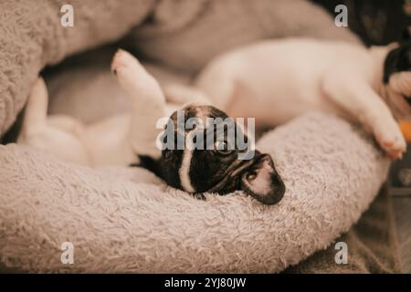 Chiot posant pour photo, endormi Banque D'Images