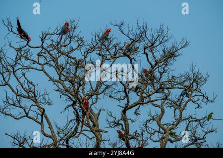 Aras rouge et vert ou aras à ailes vertes (Ara chloropterus) perché dans un arbre près de Bonito, Mato Grosso do Sul, Brésil. Banque D'Images