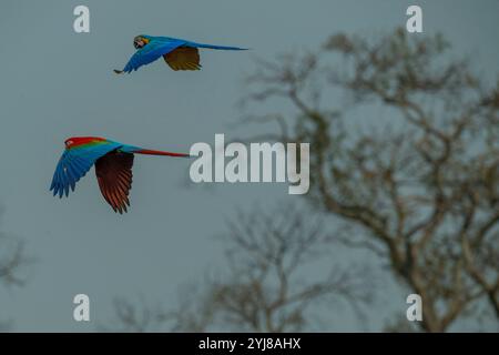 Un aras bleu et jaune (Ara ararauna) et un aras rouge et vert ou aras à ailes vertes (Ara chloropterus) survolant les falaises de grès de la Bura Banque D'Images