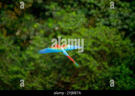 Un aras rouge et vert ou aras à ailes vertes (Ara chloropterus) vole au Buraco das Araras (Sinkhole de Macaws), près de Bonito, Mato Grosso do Sul, Banque D'Images