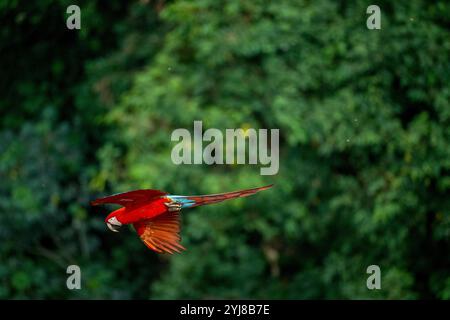 Un aras rouge et vert ou aras à ailes vertes (Ara chloropterus) vole au Buraco das Araras (Sinkhole de Macaws), près de Bonito, Mato Grosso do Sul, Banque D'Images