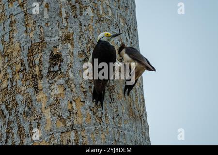 Pics blancs (Melanerpes candidus) à leur trou de nid sur le tronc d'un palmier près de l'Aguape Lodge dans le sud du Pantanal, Mato Grosso do Banque D'Images