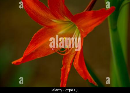 Amaryllis fleurissant dans un jardin près de Bonito, Mato Grosso do Sul, Brésil. Banque D'Images