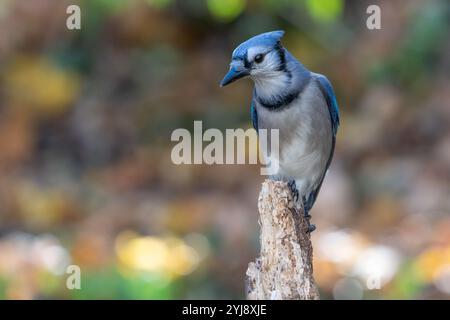 Jay bleu (Cyanocitta cristata) en automne, Pennsylvanie Banque D'Images