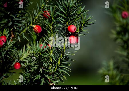 Gros plan de baies rouges vibrantes sur un if commun, mettant en valeur les aiguilles vertes luxuriantes et la beauté naturelle. Idéal pour les amoureux de la nature et botanique dixième Banque D'Images
