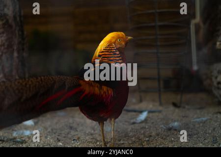 Faisan doré se nourrissant dans une réserve naturelle, mettant en valeur un plumage vibrant et un comportement naturel dans un environnement protégé. » Banque D'Images
