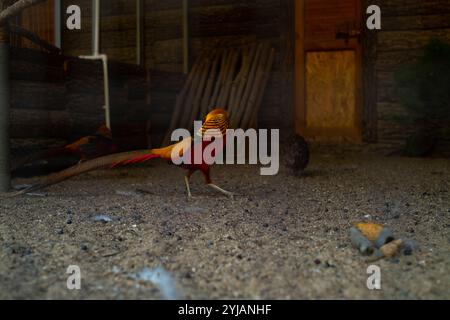 Faisan doré avec plumage vibrant debout dans une réserve naturelle présentant des espèces d'oiseaux rares et magnifiques lors de safaris. Banque D'Images