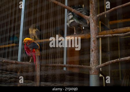 Faisan doré se nourrissant dans une réserve naturelle, mettant en valeur un plumage vibrant et un comportement naturel dans un environnement protégé. » Banque D'Images