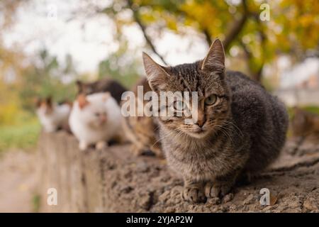 groupe de chats errants, animaux affamés de différentes couleurs vivant dans les rues de la ville, nourrissant et prenant soin des animaux domestiques sans abri. Banque D'Images