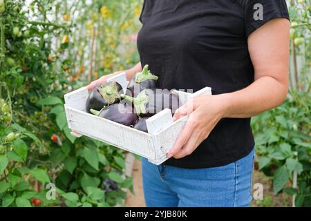 Une agricultrice tient dans ses mains une boîte en bois blanc avec des aubergines mûres cultivées dans une serre. Gros plan. Banque D'Images
