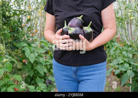 Une femme tient des aubergines fraîchement cueillies dans ses mains, démontrant l'agriculture biologique. Gros plan. Banque D'Images