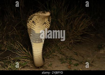 Le cobra monoclé, également appelé cobra monocellulaire et cobra crachant indien, est une espèce de cobra venimeux répandue dans toute l'Asie du Sud et du Sud-est. Banque D'Images