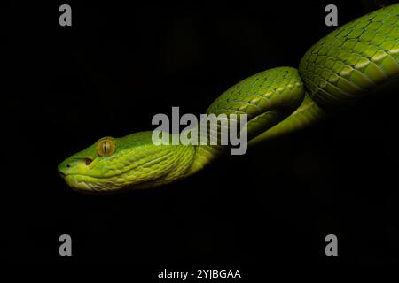 Trimeresurus albolabris, la vipère des fosses à lèvres blanches ou vipère des arbres à lèvres blanches, est une espèce de vipère des fosses venimeuses endémique d'Asie du Sud-est. Banque D'Images