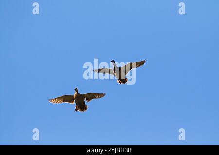 Canard colvert Anas platyrhynchos paire survolant Winnall Moors Hampshire et l'île de Wight Wildlife Trust Réserver Winchester Hampshire England UK MARS 201 Banque D'Images