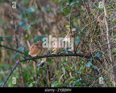 Linnet commun Carduelis cannabina perché à Bramble Rubus fruticosus, près du Loch Gorm, Islay, Hébrides intérieures, Argyll, Écosse, Royaume-Uni, décembre 2021 Banque D'Images