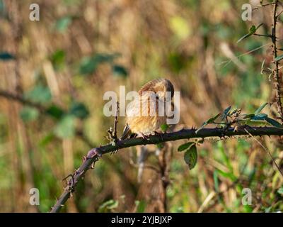 Linnet commun Carduelis cannabina perché à Bramble Rubus fruticosus, près du Loch Gorm, Islay, Hébrides intérieures, Argyll, Écosse, Royaume-Uni, décembre 2021 Banque D'Images