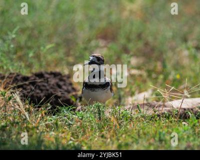 Killdeer Charadrius vociferus Calling Hillsdale Lake State Park and Wildlife Area, Kansas, États-Unis Banque D'Images