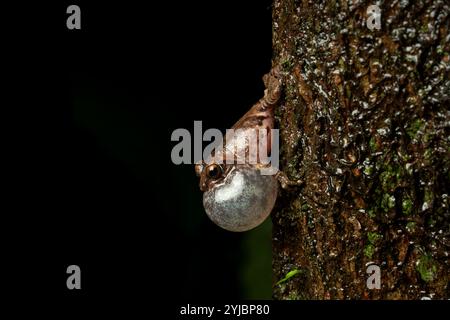 Raorchestes anili, communément appelée grenouille de brousse d'Anil, est une espèce de grenouille trouvée dans les ghats occidentaux du Kerala. Ses habitats comprennent de la végétation en bordure de route. Banque D'Images