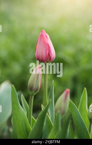 Macro tulipes roses sur fond vertical vert gros plan. Mise au point sélective. Flou de mise au point Banque D'Images